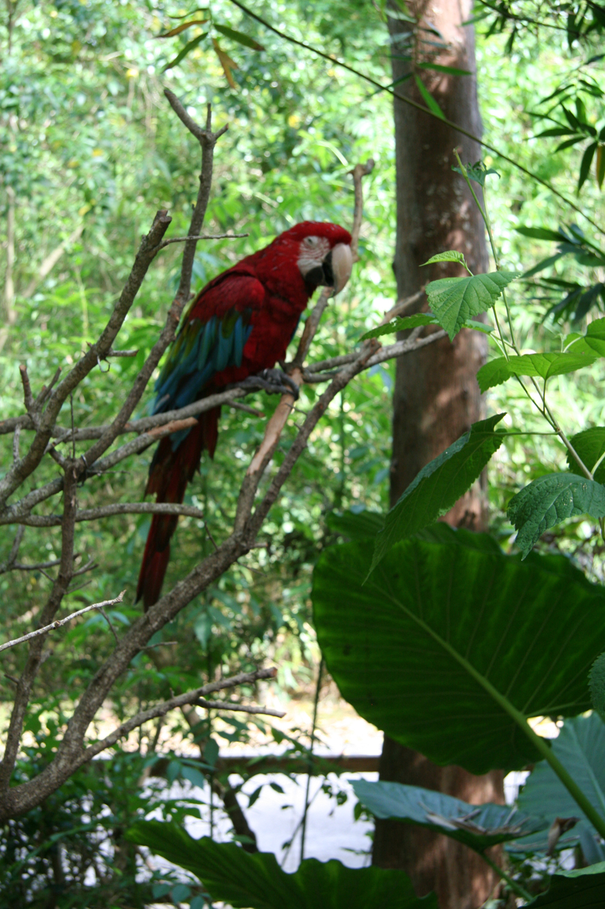 Dunkelroter Ara/Green-winged macaw